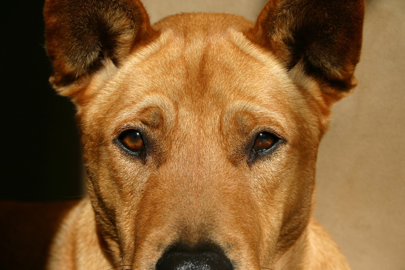 a brown dog has eyes wide open looking at the camera