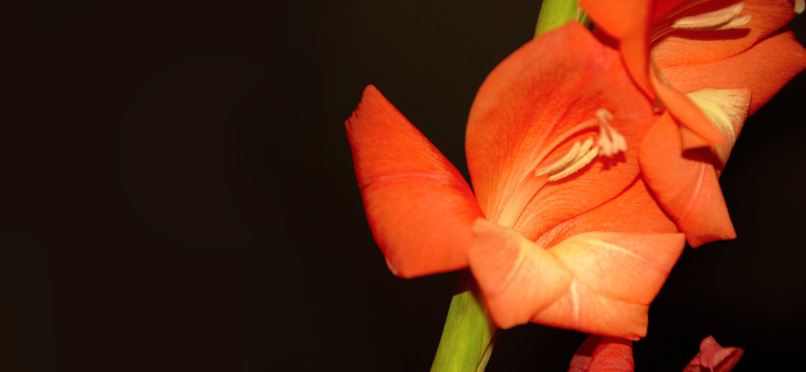 two bright orange flowers with one still bloom