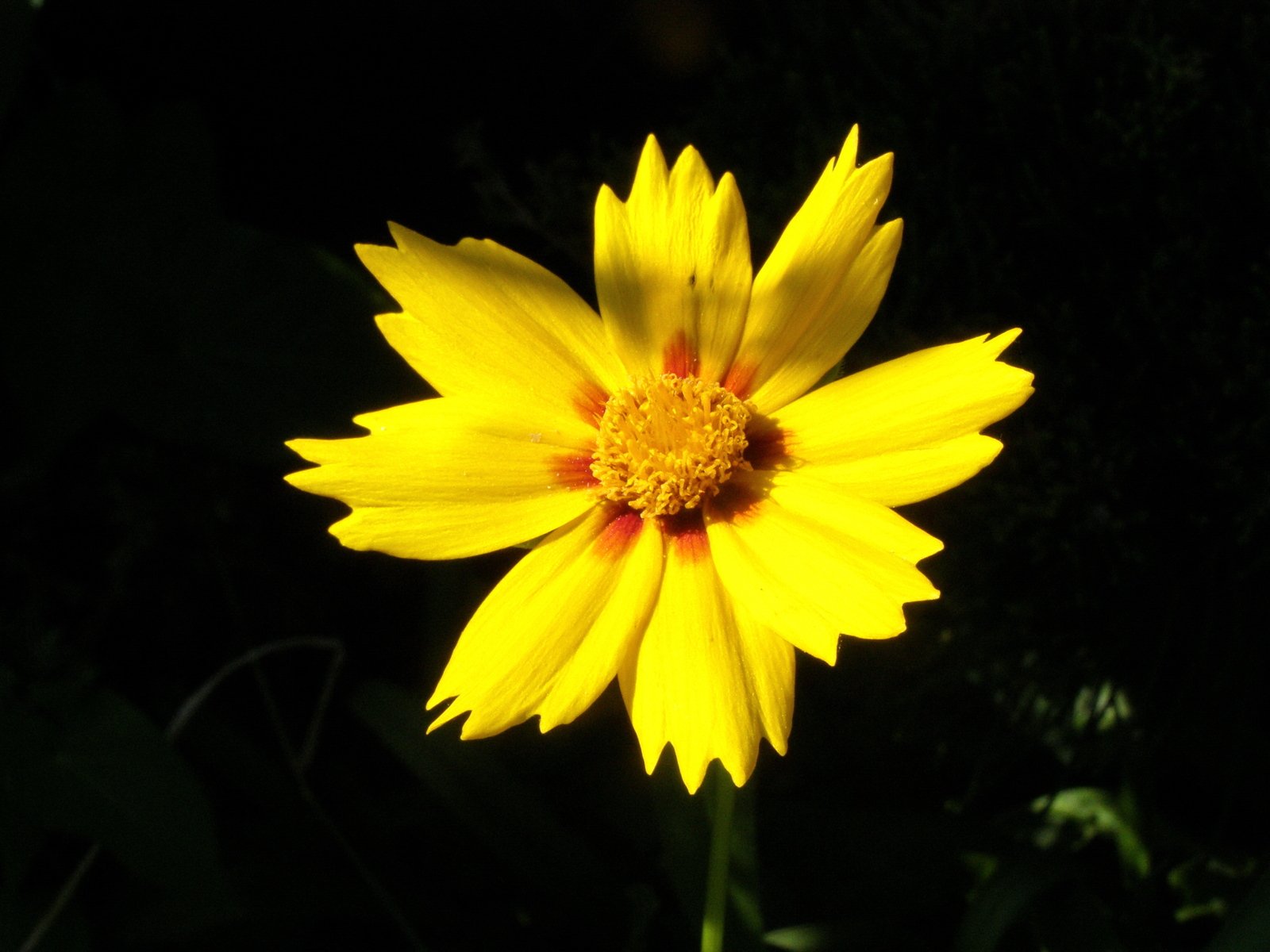 closeup of a yellow daisy with green plants around it