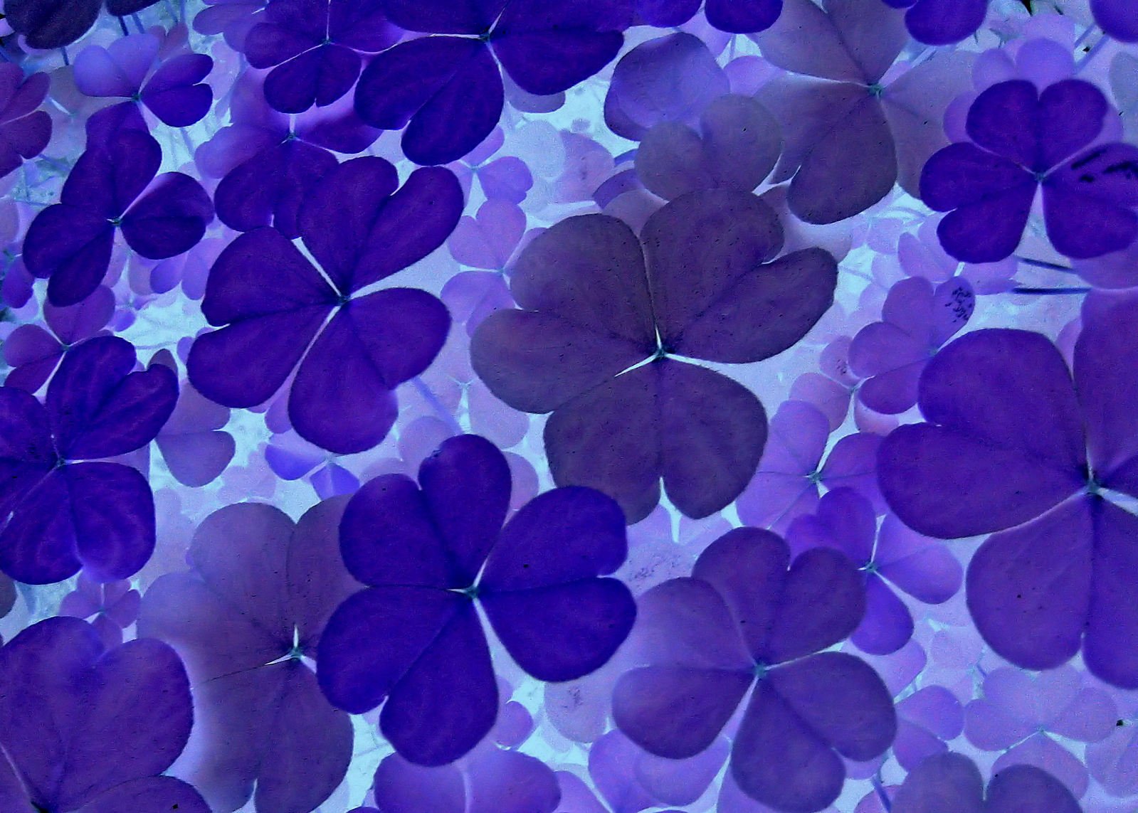 the image shows purple flowers on a light background