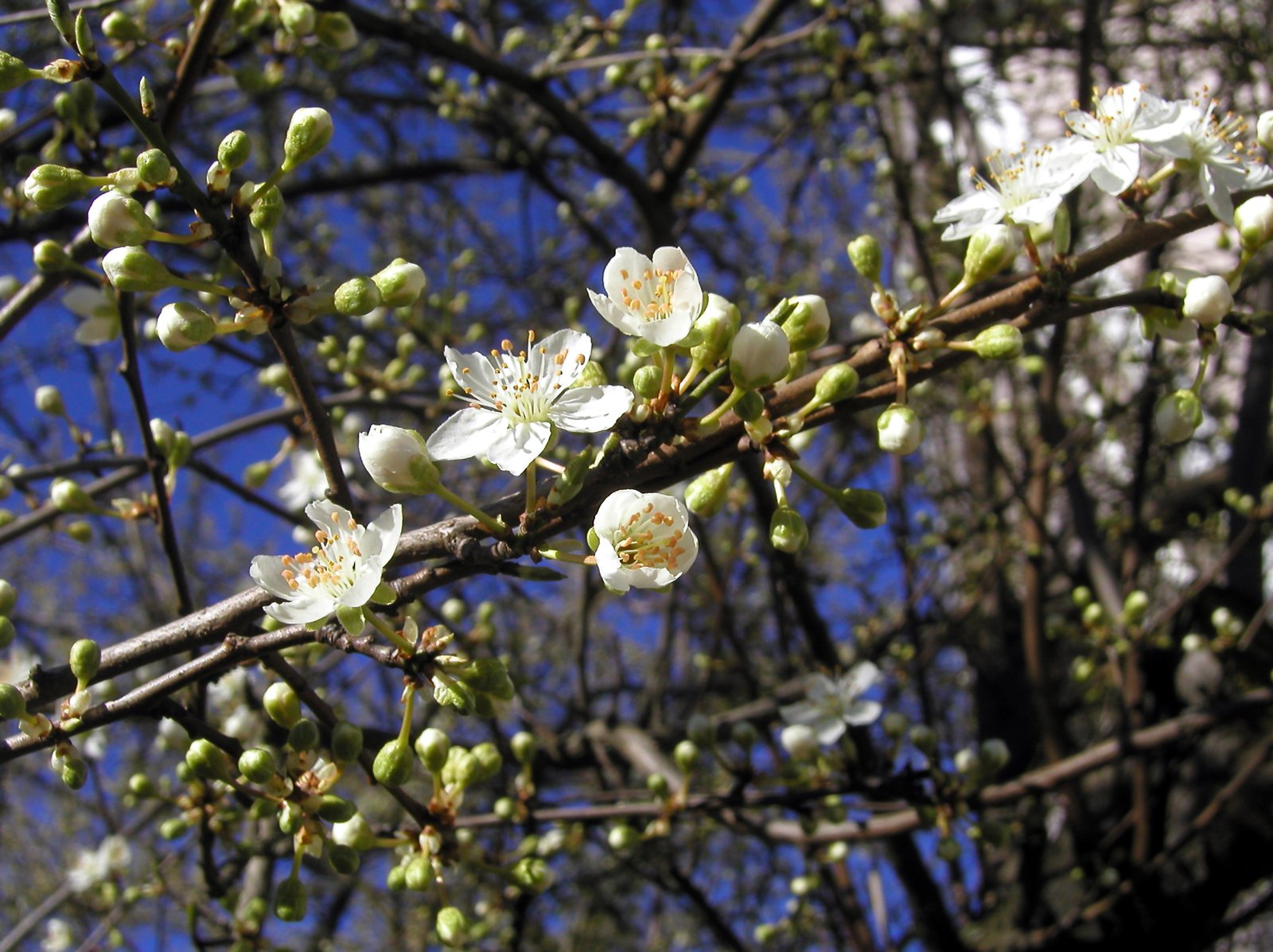 some pretty white flowers in a tree