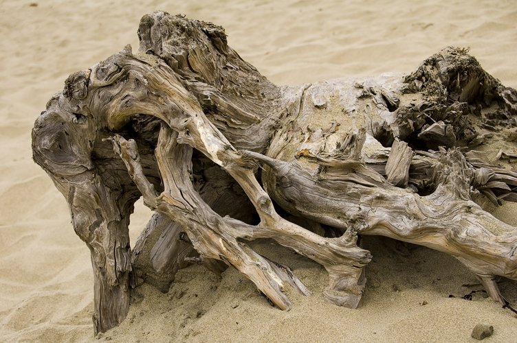 a driftwood piece of driftwood on sand at the beach