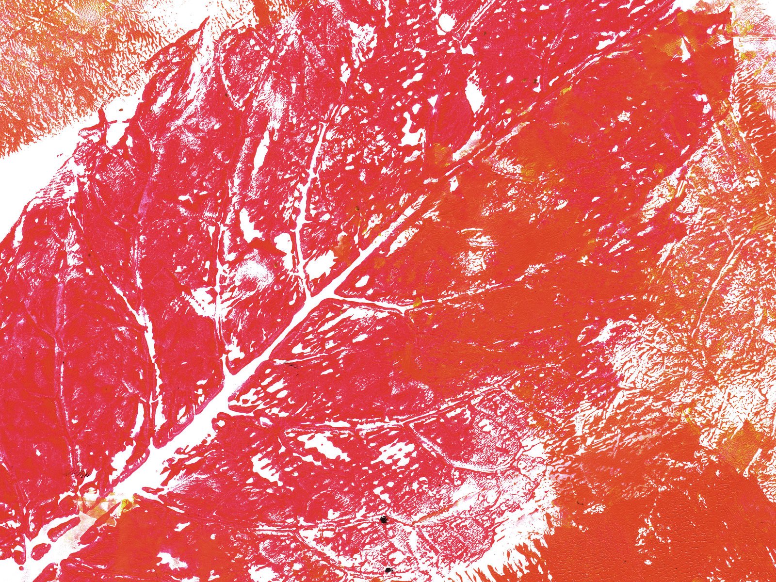 abstract red and white painting of a leafy plant