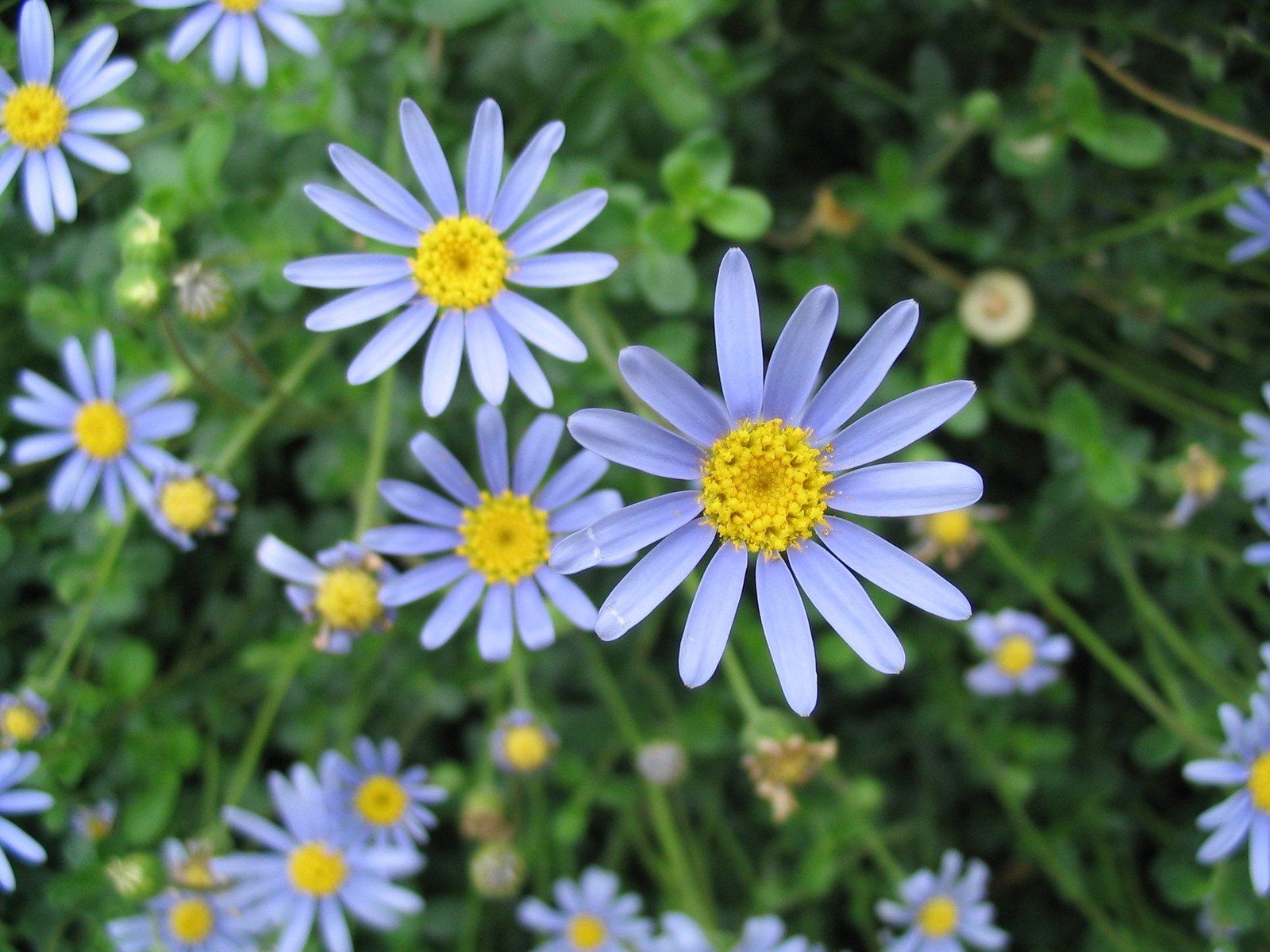 many small blue and yellow flowers in a garden