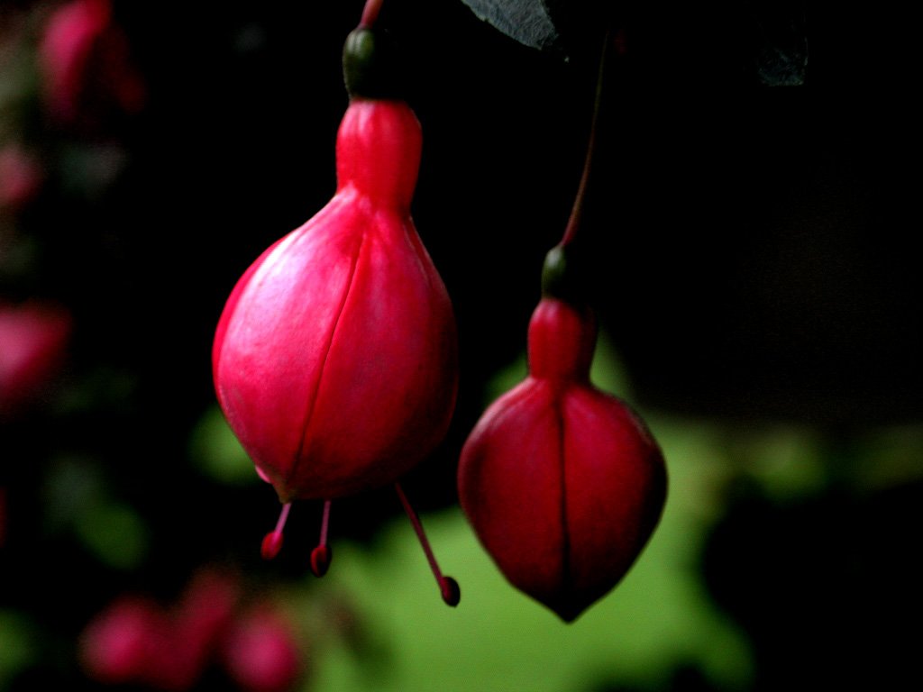 a red flower hanging from a plant on a black background