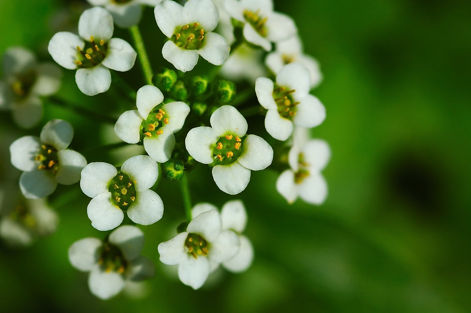 a close up picture of white flowers