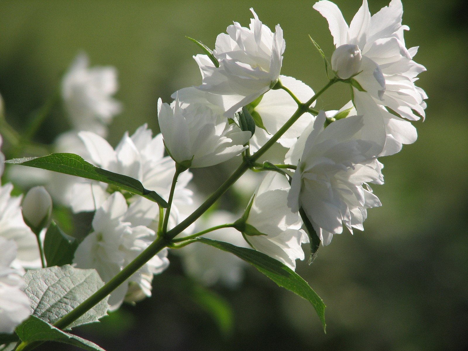 flowers are in bloom all over the place