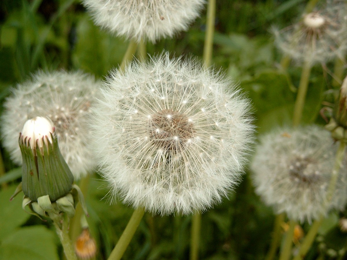 a field of dandelions that are blowing in the wind