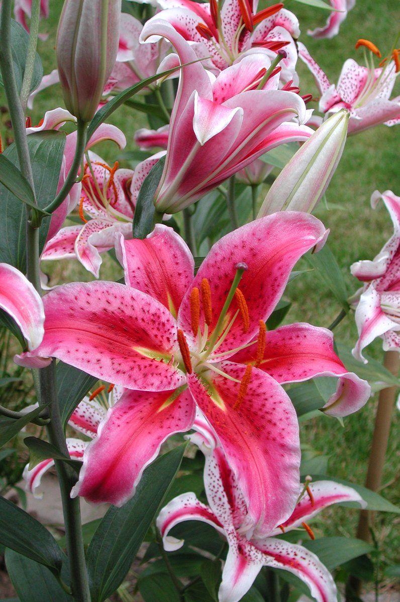 closeup of pink flowers in a garden