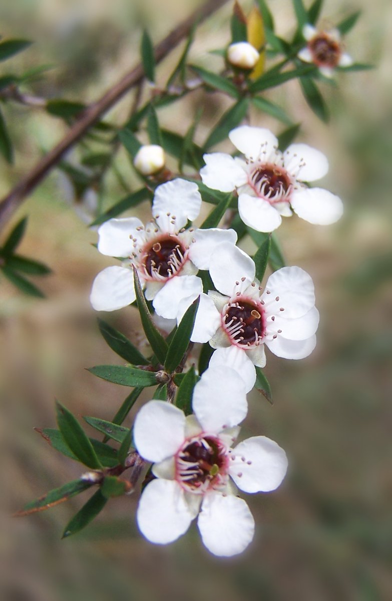 the large white flowers are growing on this tree