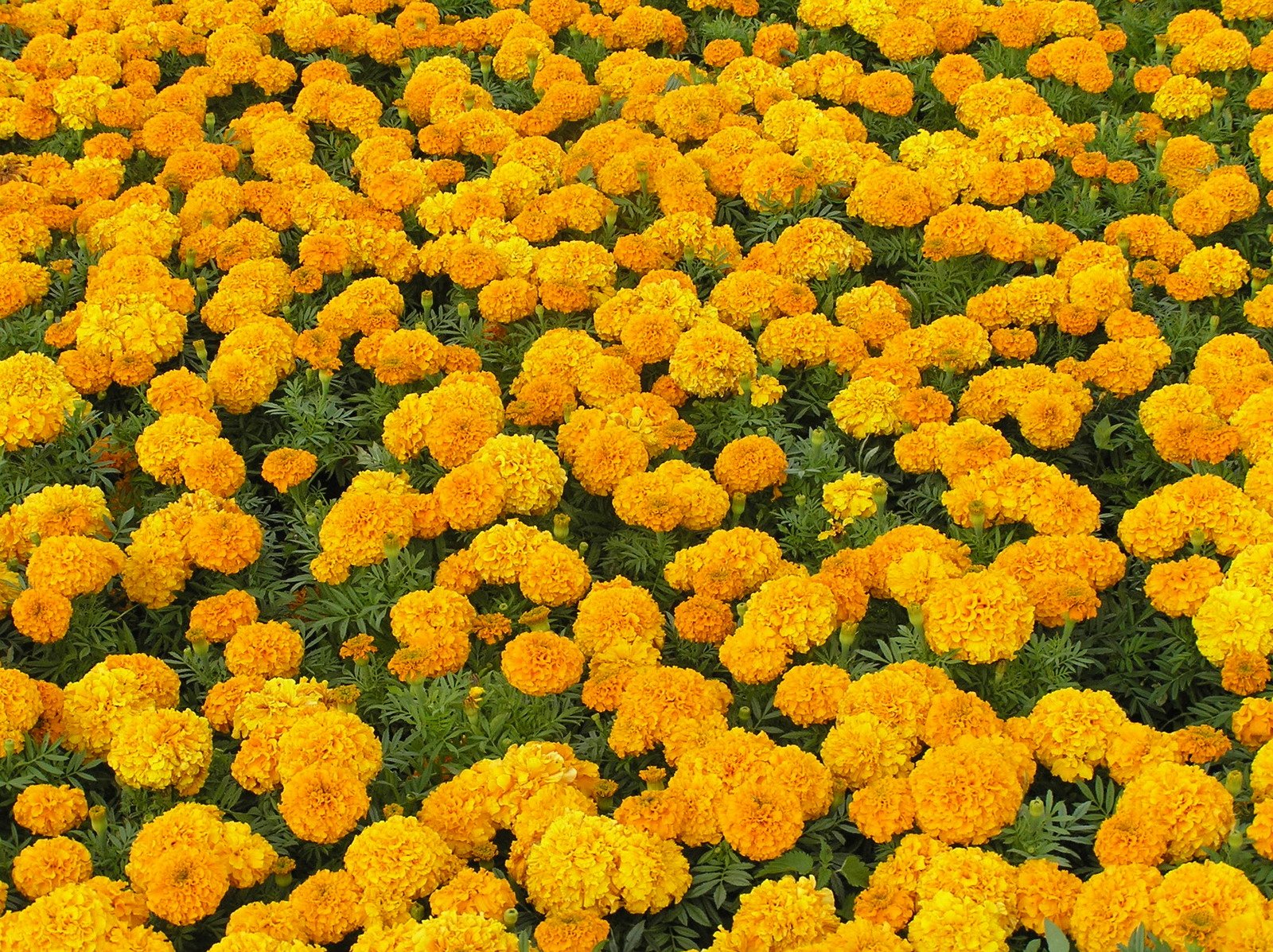 a field full of flowers with very bright orange blooms