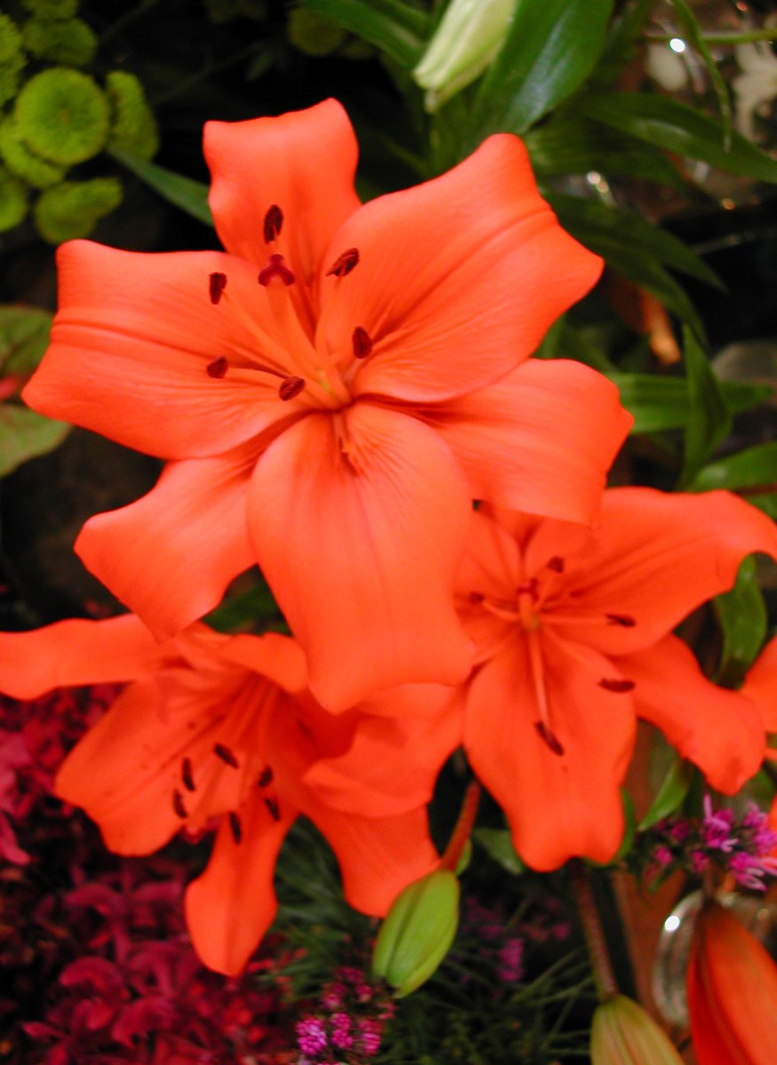 a group of orange lilies in a glass vase next to green plants