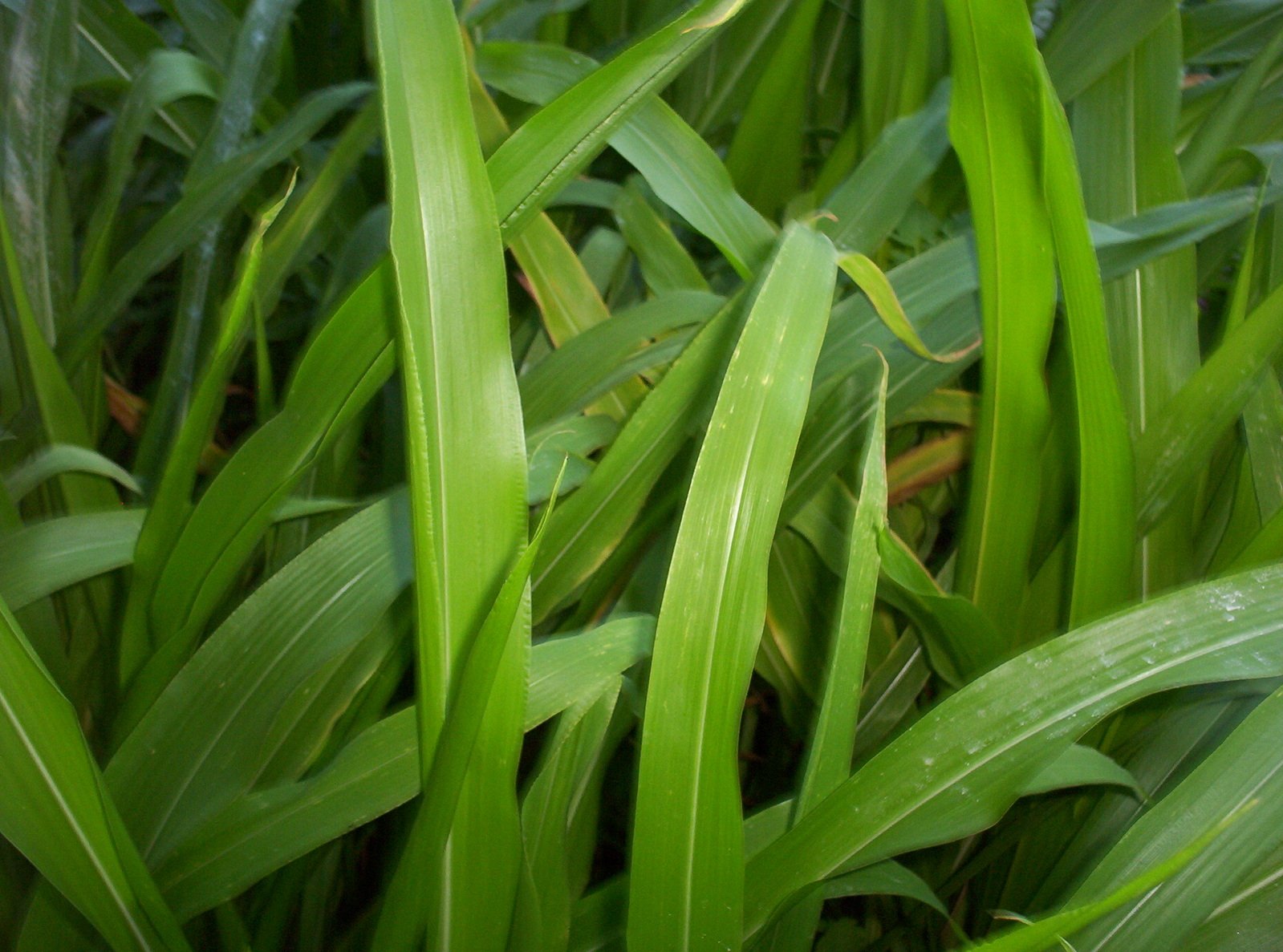 the grass that is tall has many stems