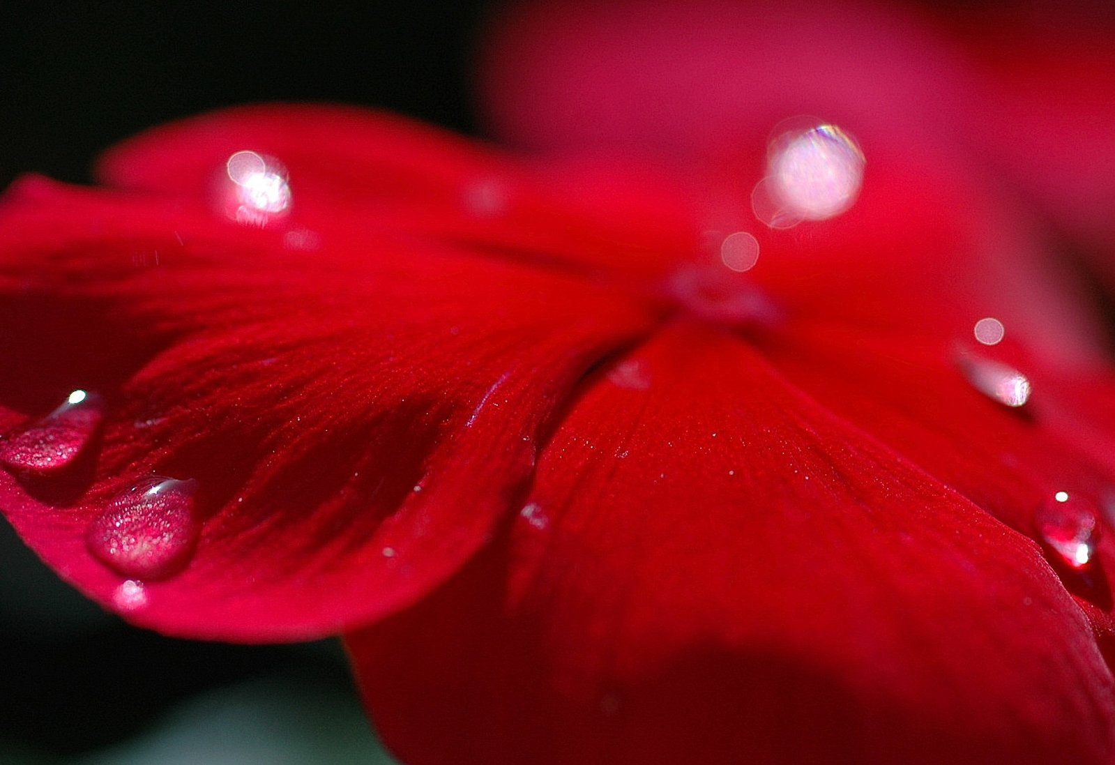 some water droplets on top of a red flower