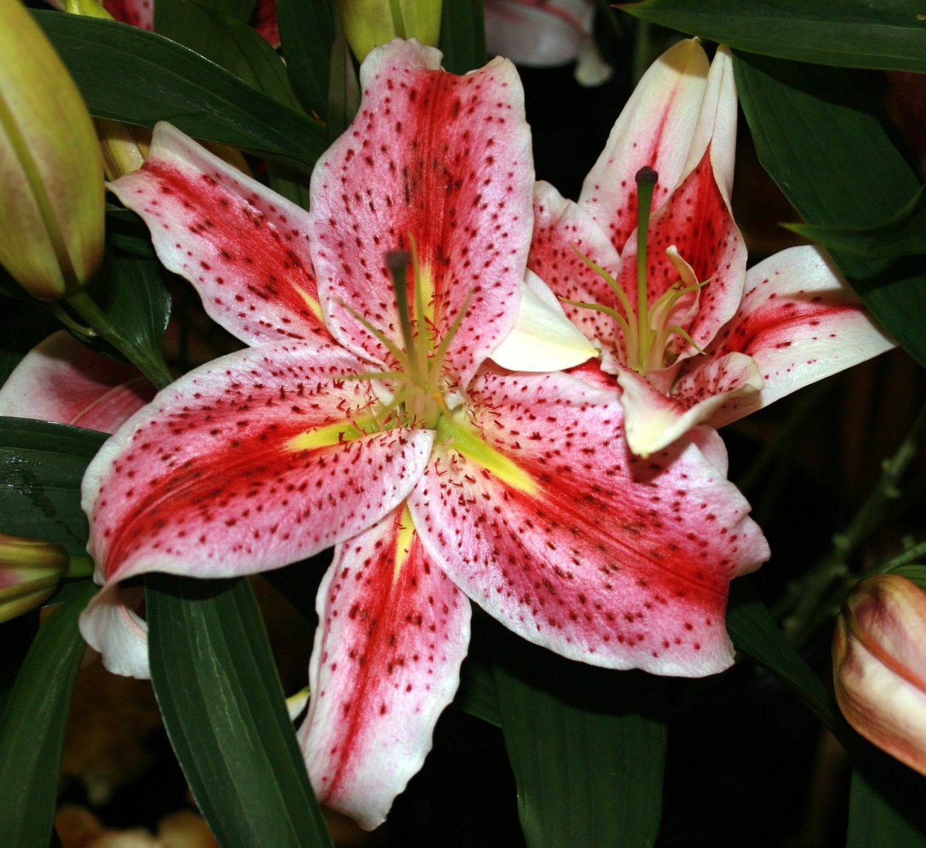 the very pretty pink flowers have white and yellow tips