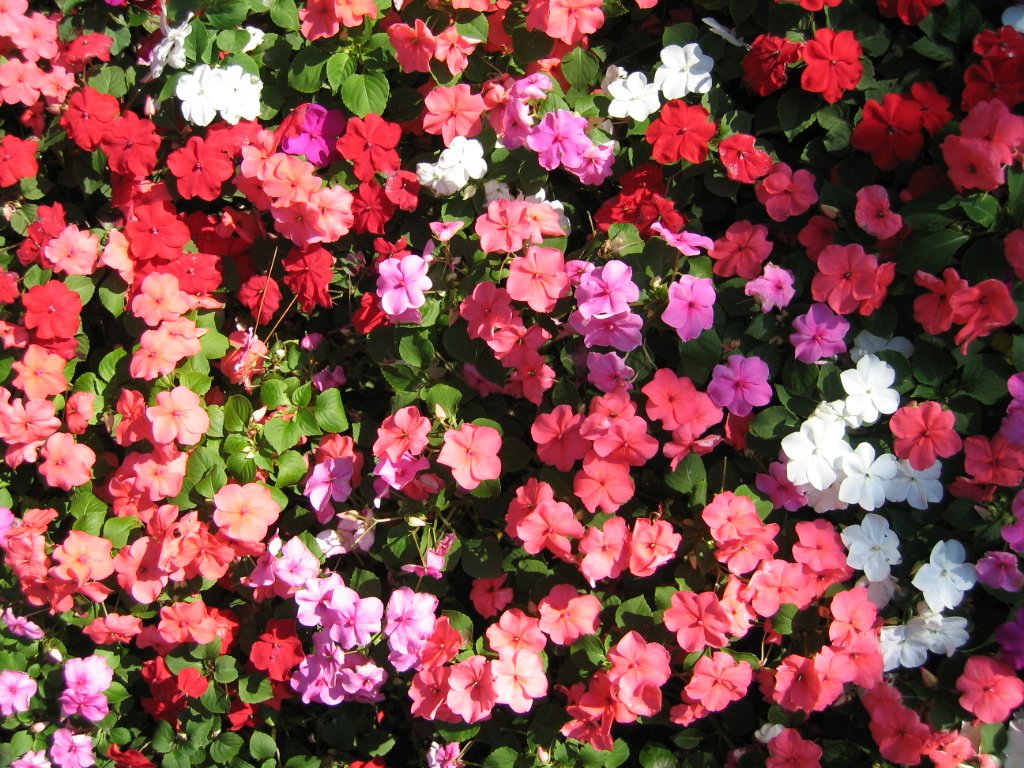 colorful flower filled area with various color flowers
