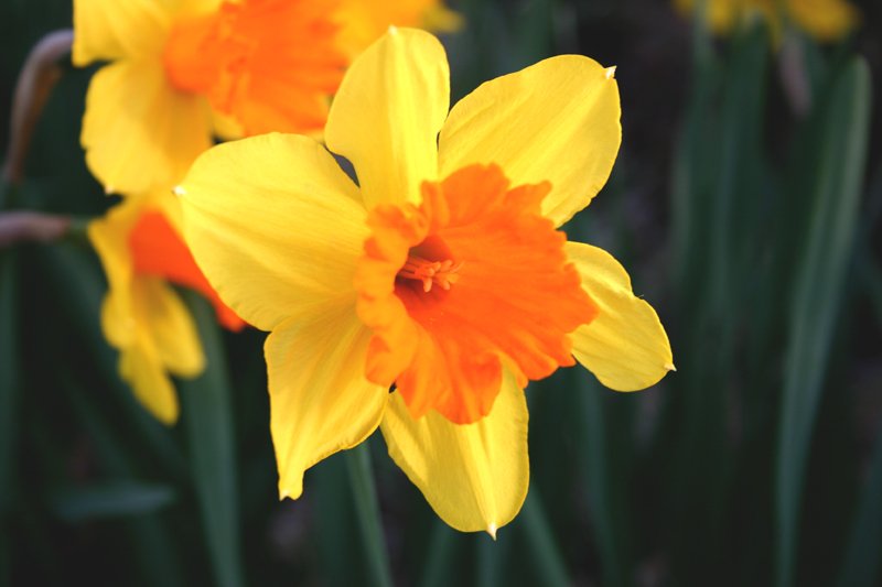 this is yellow and orange flowers in full bloom