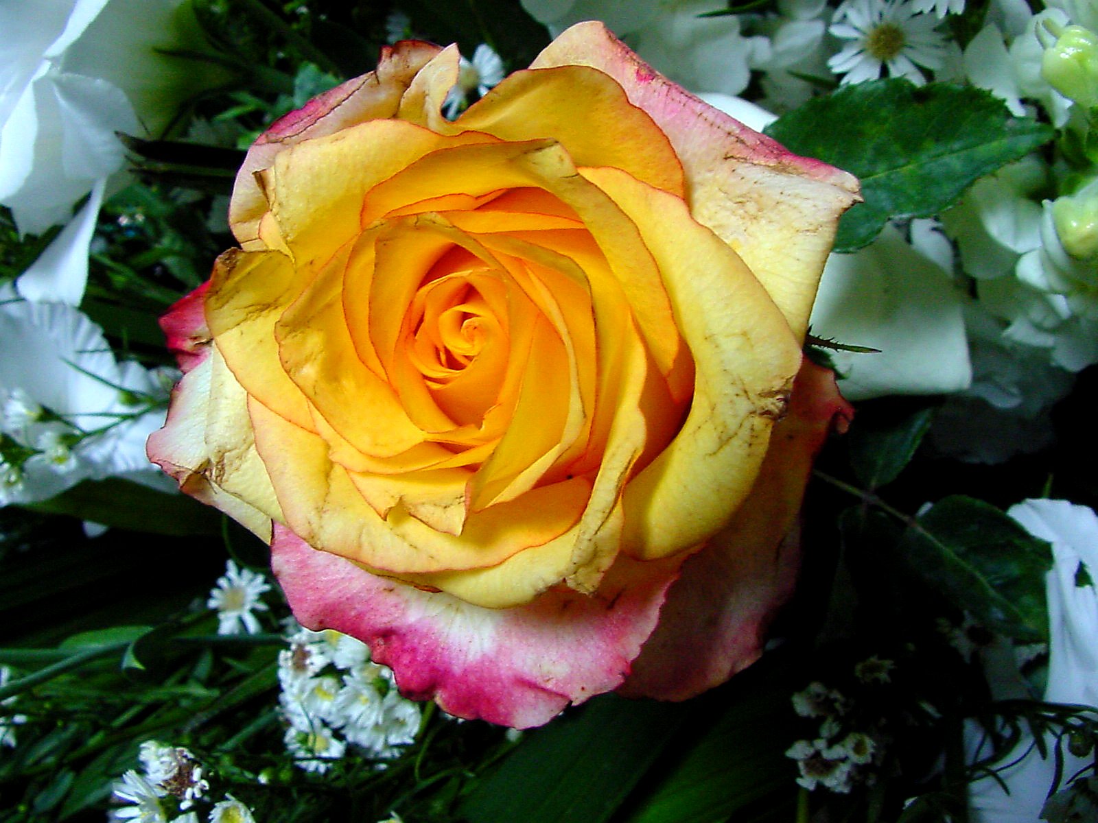 a yellow rose surrounded by white and pink flowers