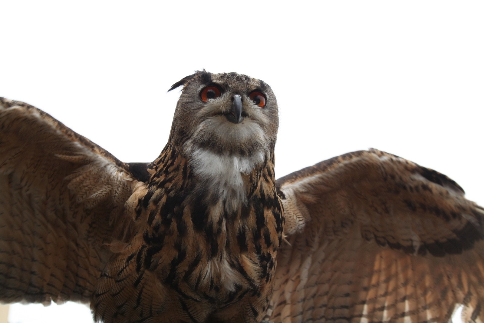 a close up of an owl with its wings open