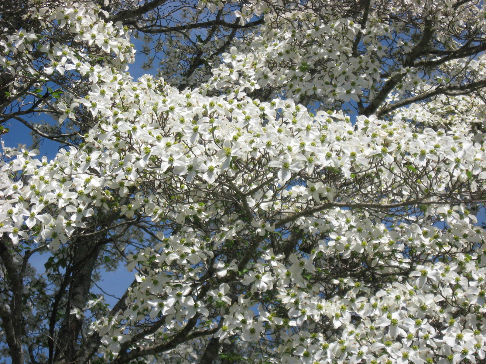 a group of white flowers grow all over the treetops