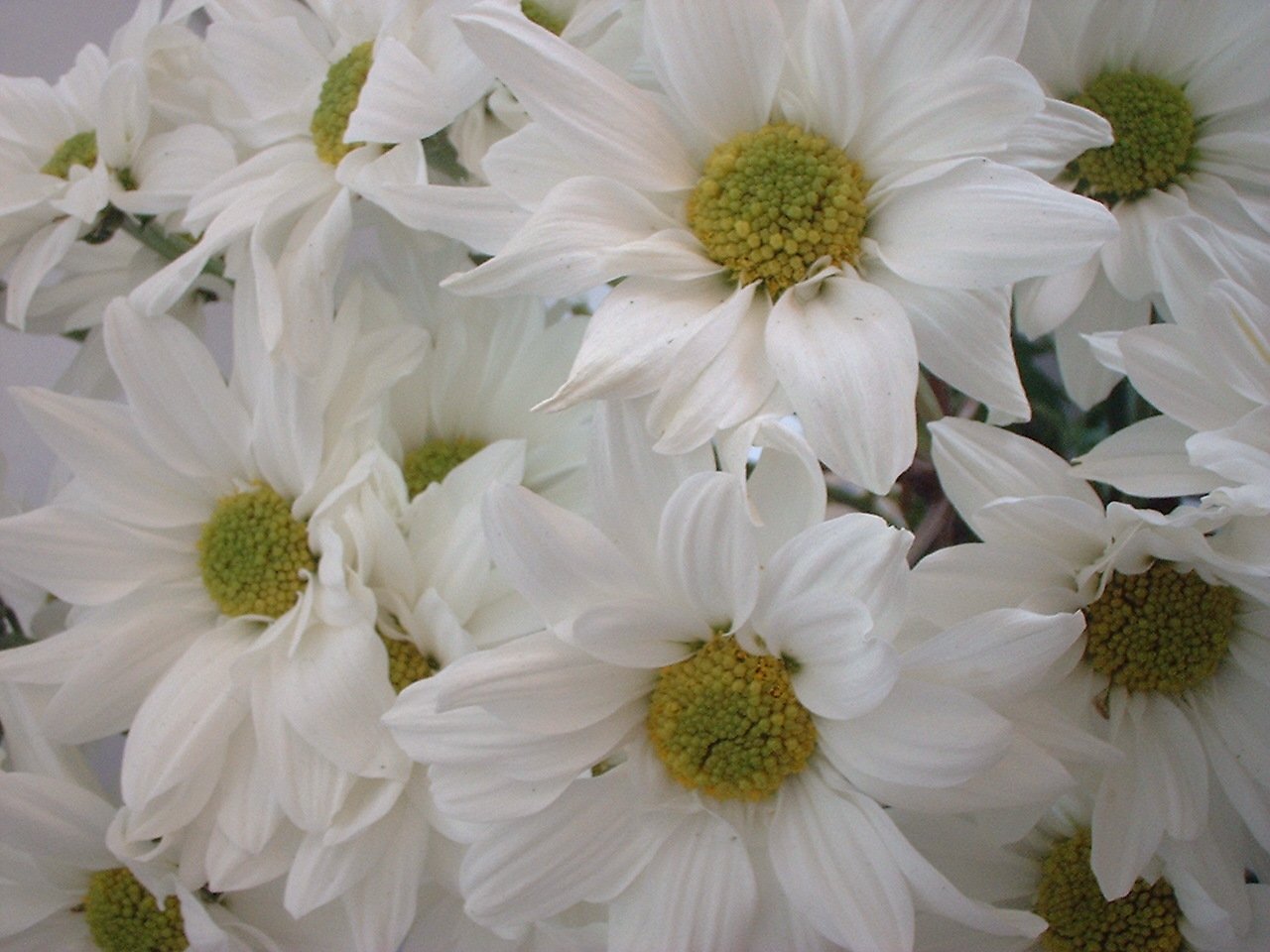 this close - up image shows the large, white flowers