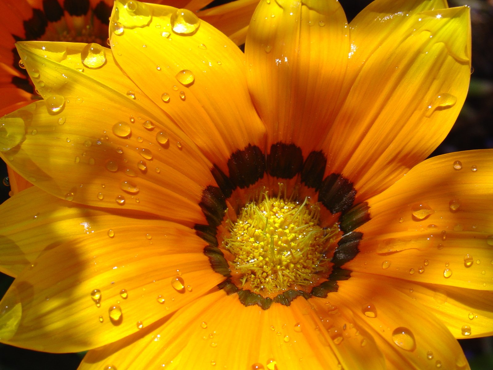 some water droplets on an orange flower