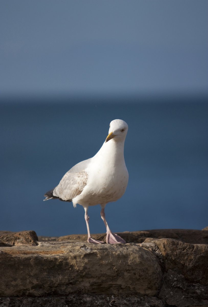 white bird sitting on top of a rock by the ocean