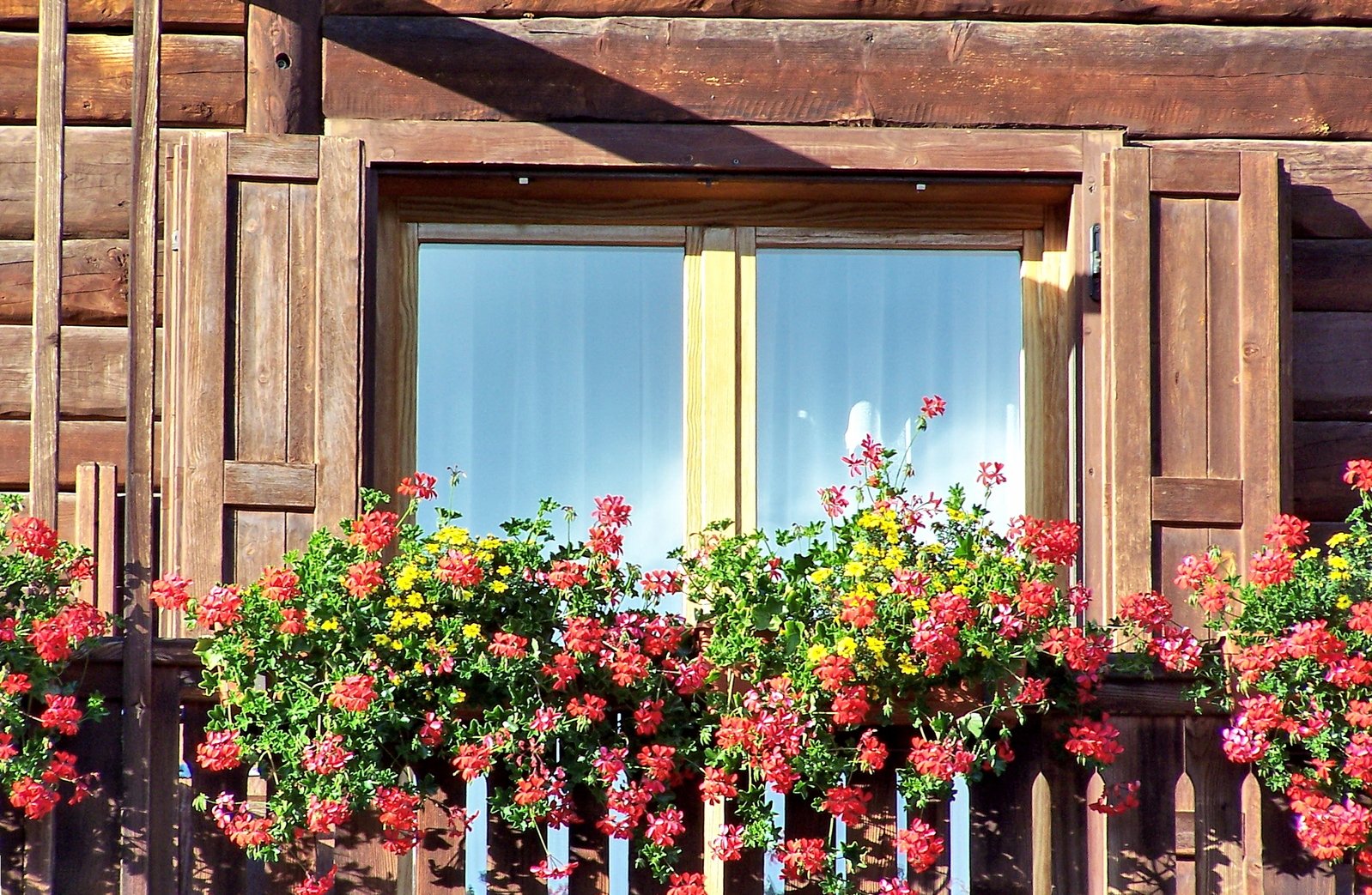 several windows with flowers on each of them