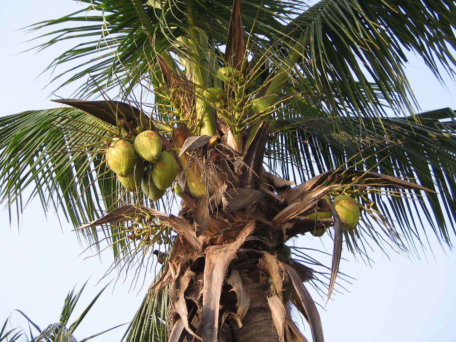a palm tree is shown with coconuts on the top