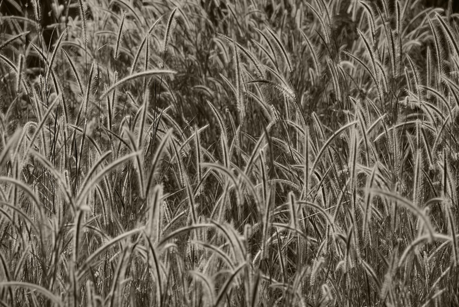 an image of grass in the wild during the daytime