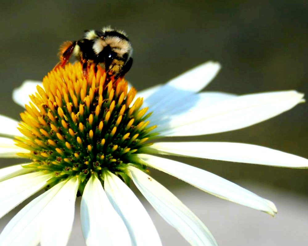 a bum sitting on top of a white flower