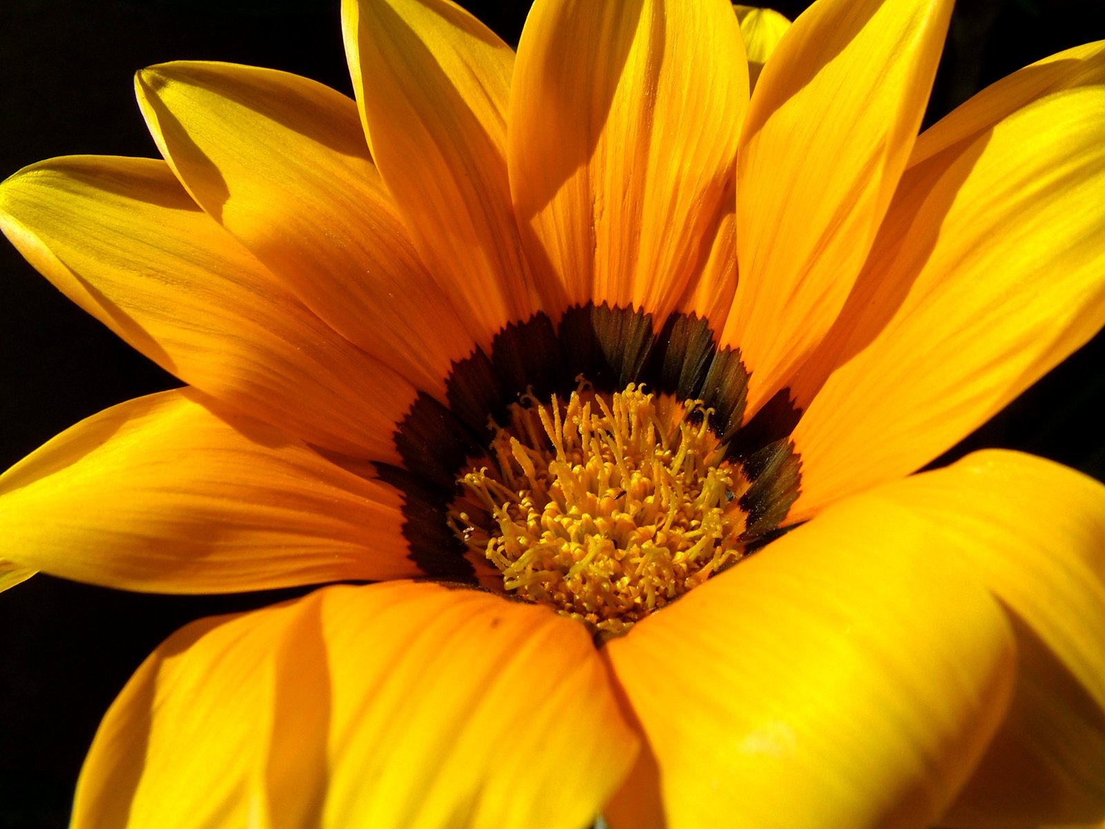 a yellow flower has a black center