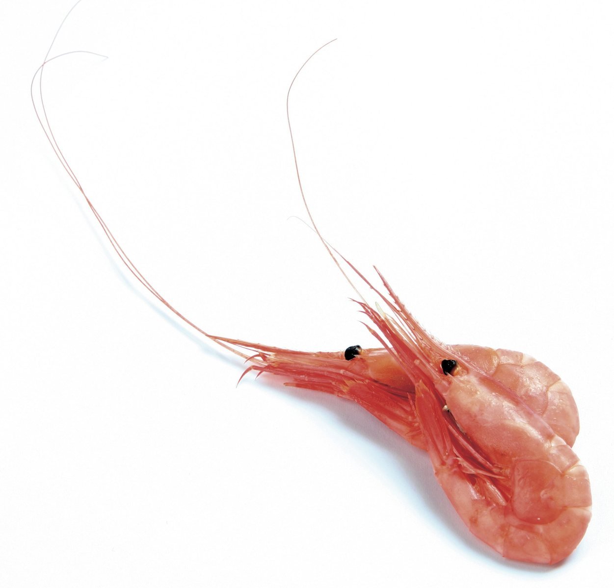 the red shrimp is floating on a white surface