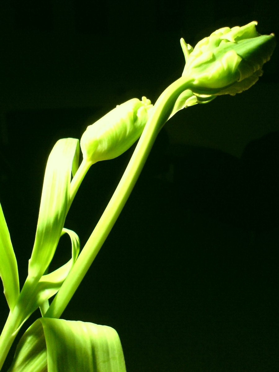 green flower budging from a stalk in the dark