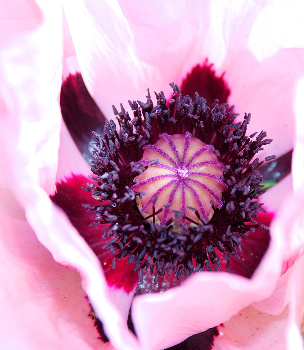 an extreme closeup of a pink and black flower