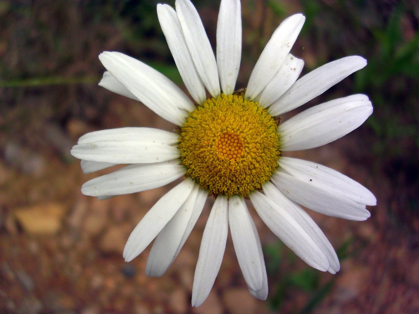 an image of a white flower with yellow center