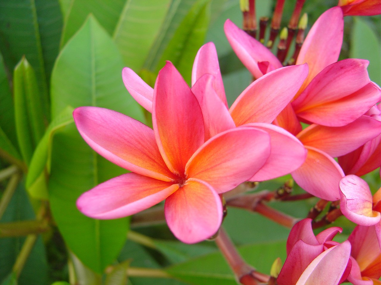 bright pink flowers blooming out of a large stem