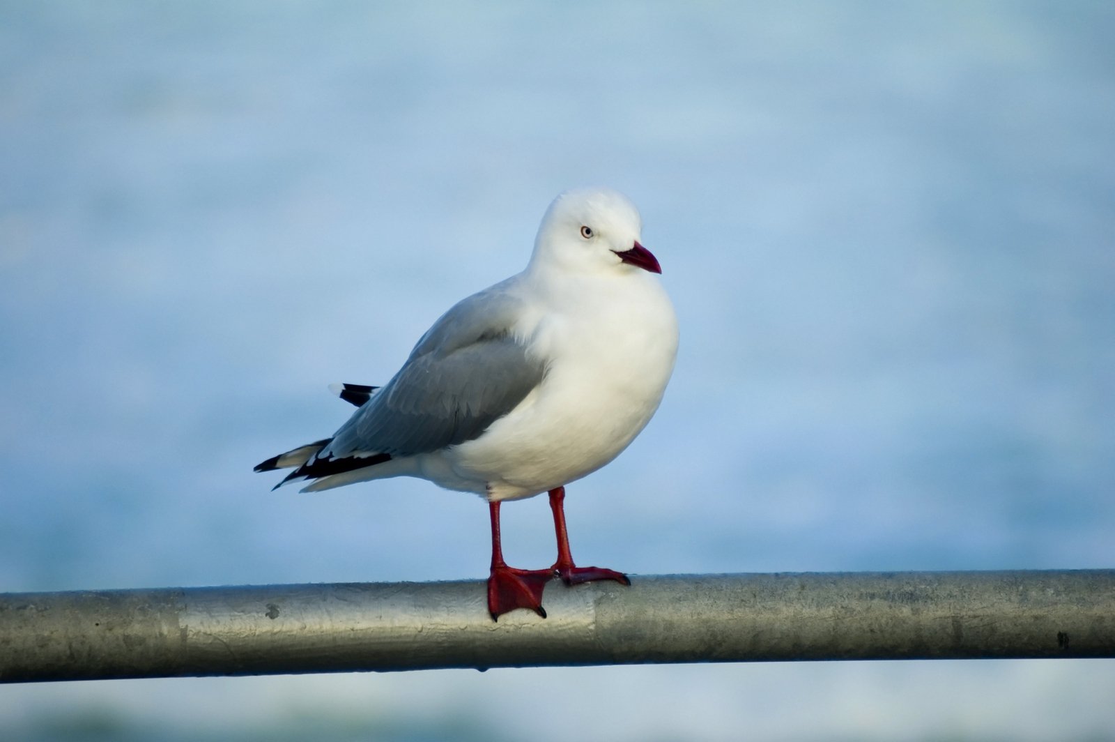 a white and grey seagull standing on top of a metal rail