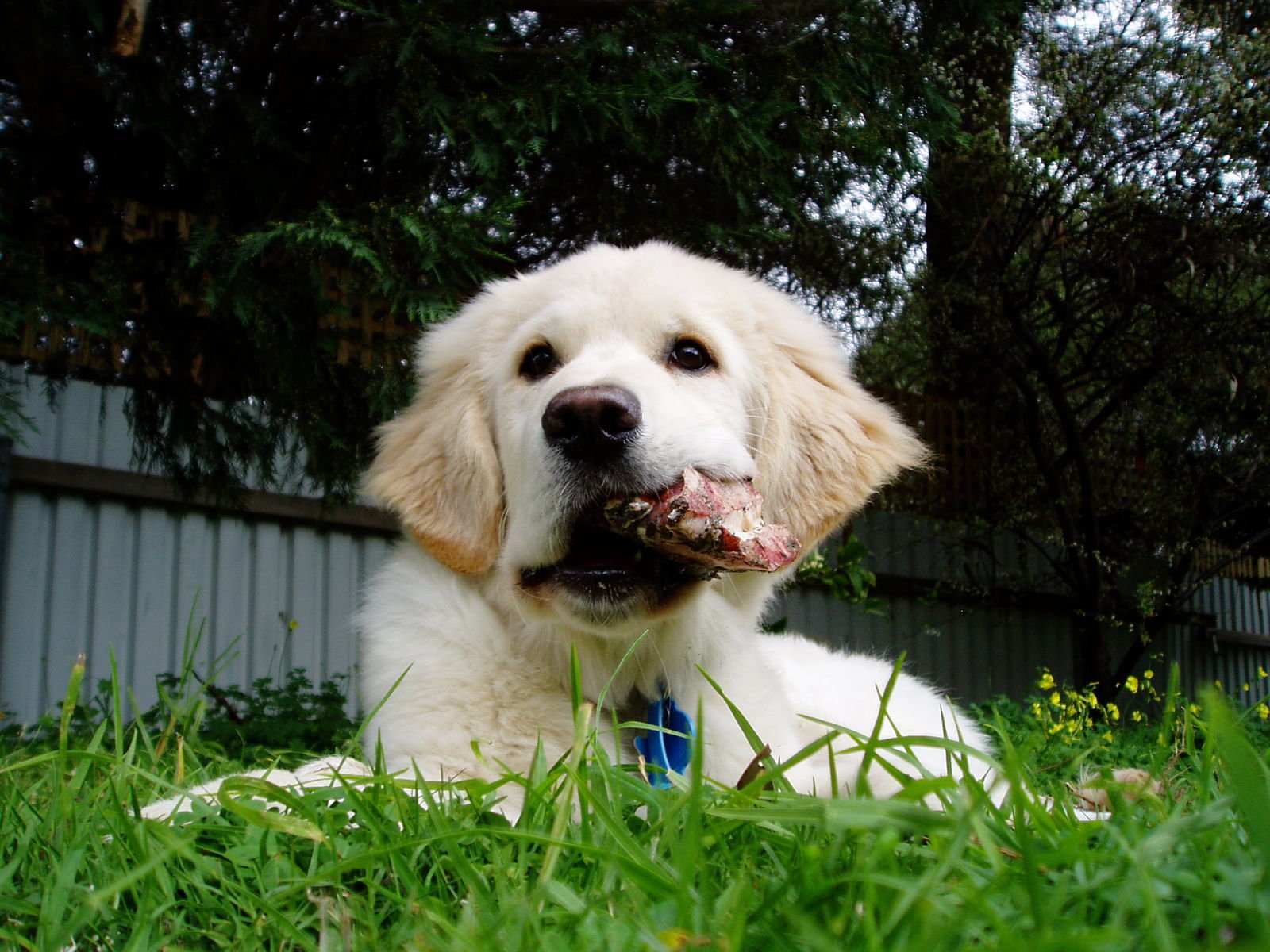 a white dog laying in the grass holding a frisbee