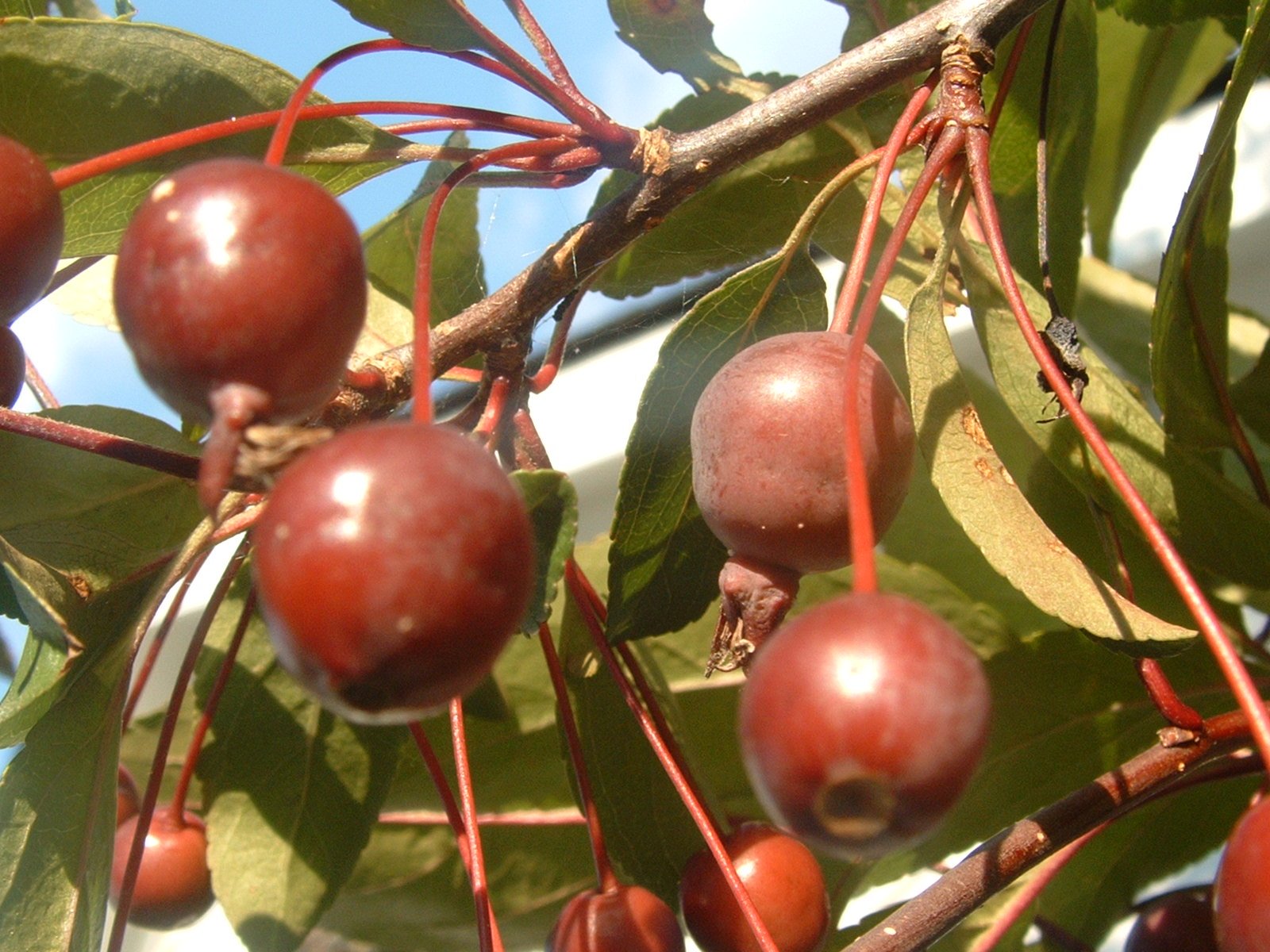 berries growing on tree nches with leaves and fruit