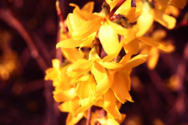yellow flowers blooming on a tree outside