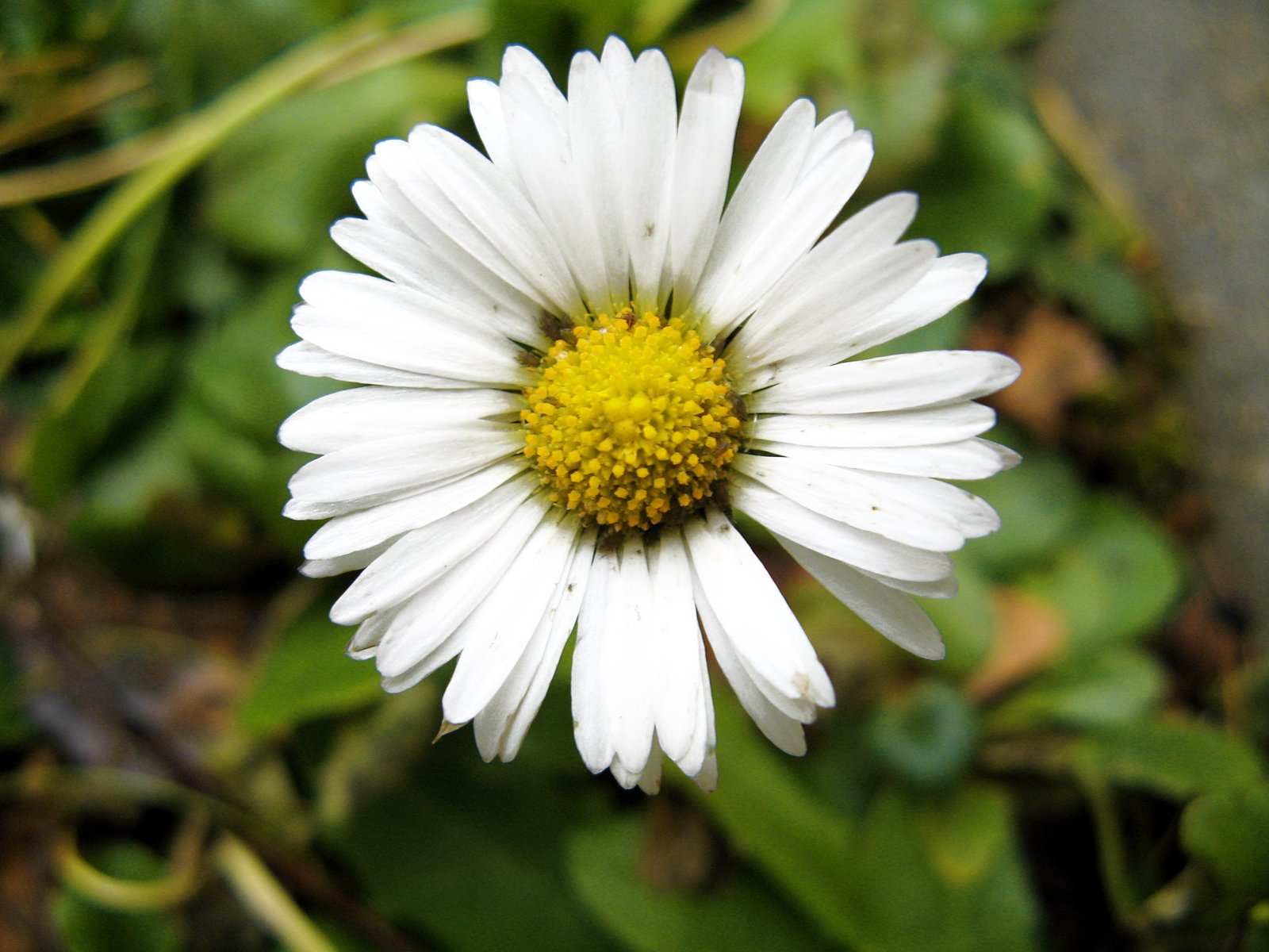 a close up po of a flower, including the center with yellow stamen