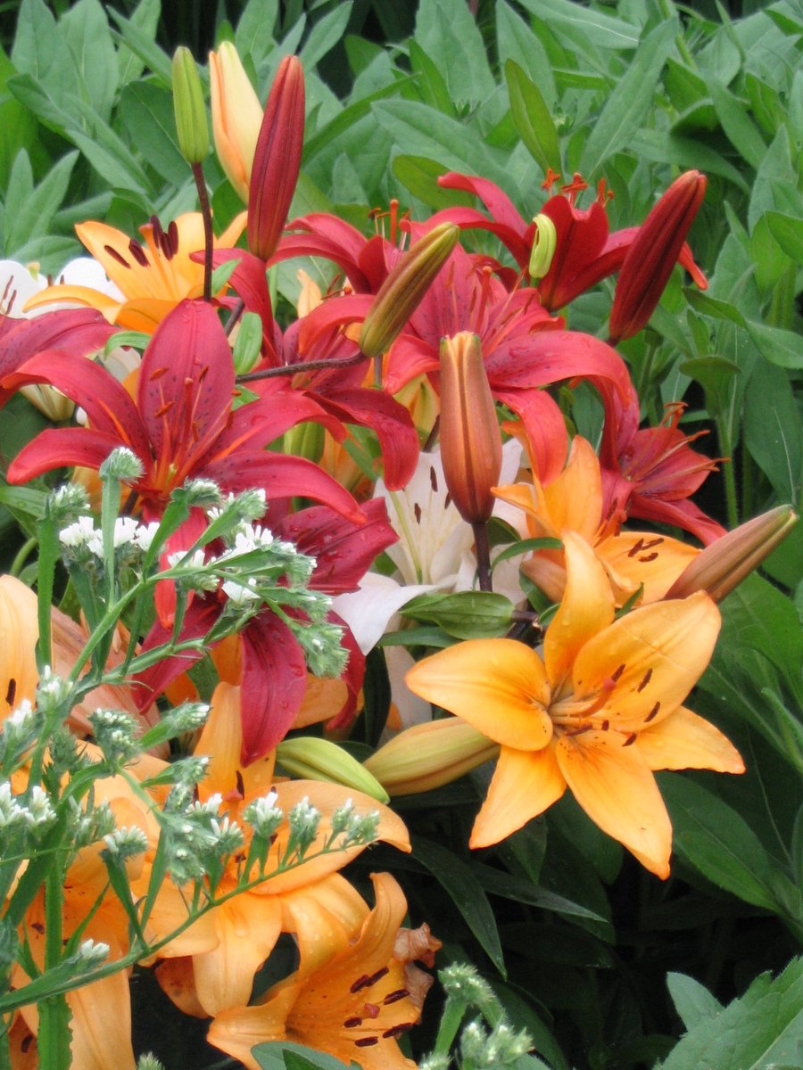 a bunch of red and yellow flowers sitting on top of a green plant