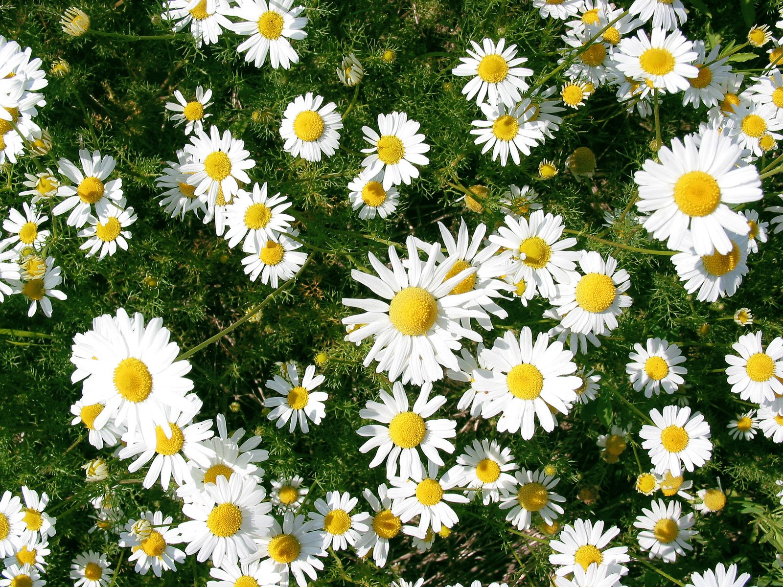 several white and yellow flowers are in the middle of grass