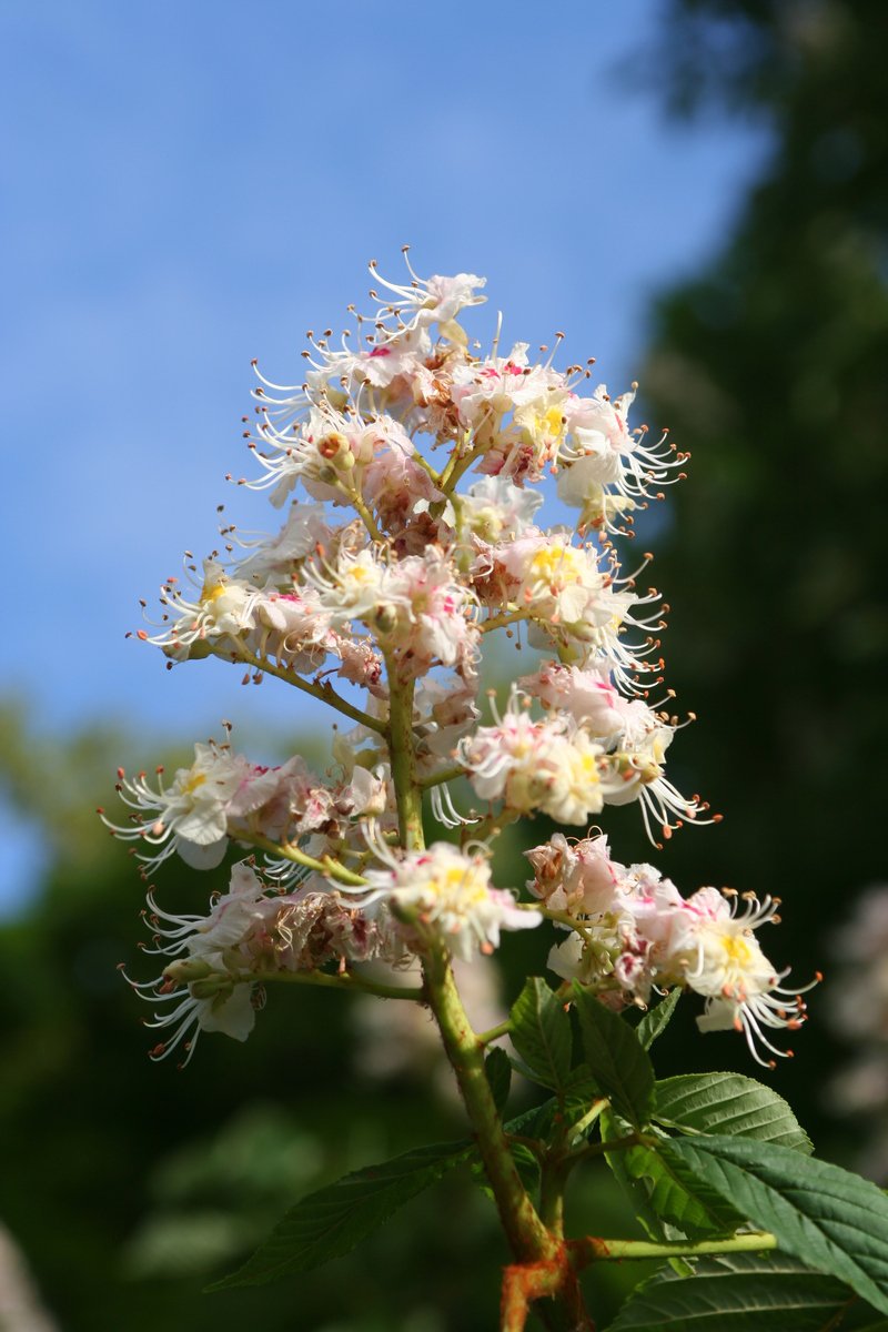 a group of pink and white flowers growing on a green plant