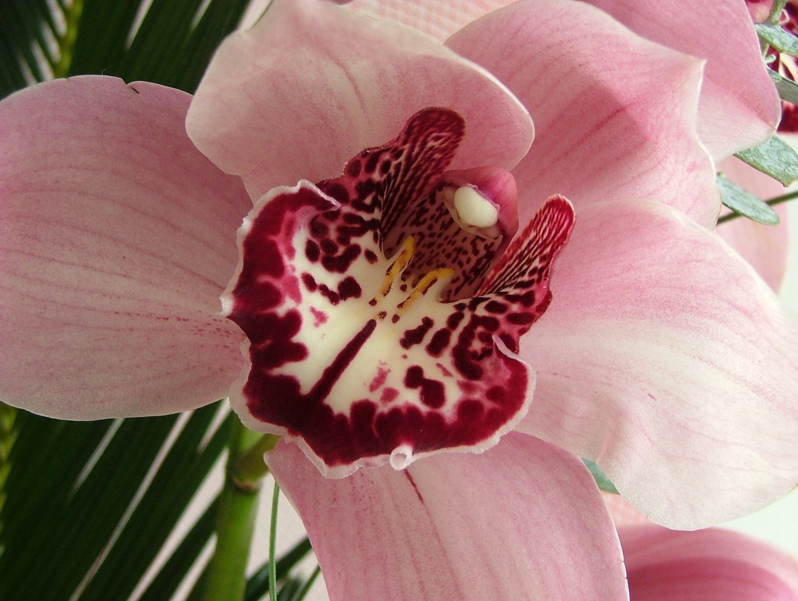 closeup of a large pink flower with a red and white stamene