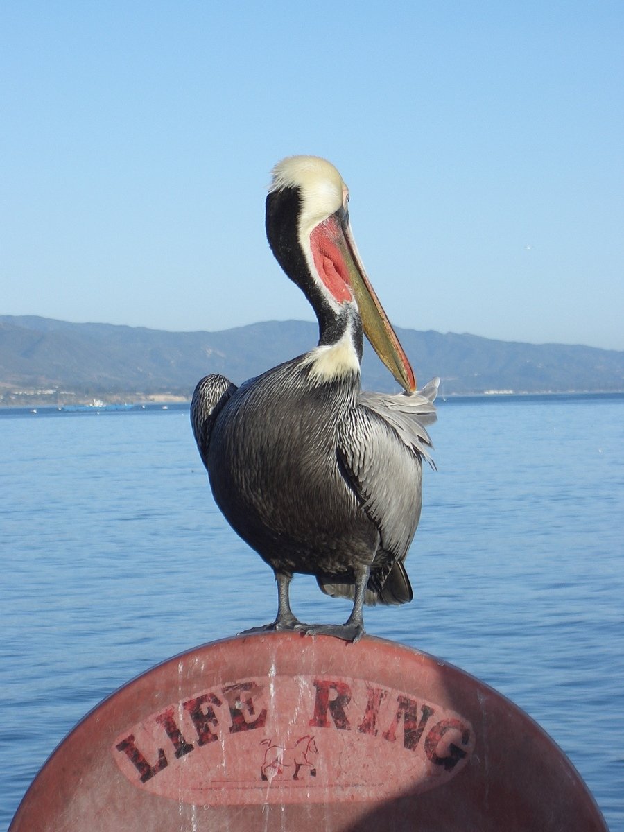 a large bird with an outstretched beak on a boat