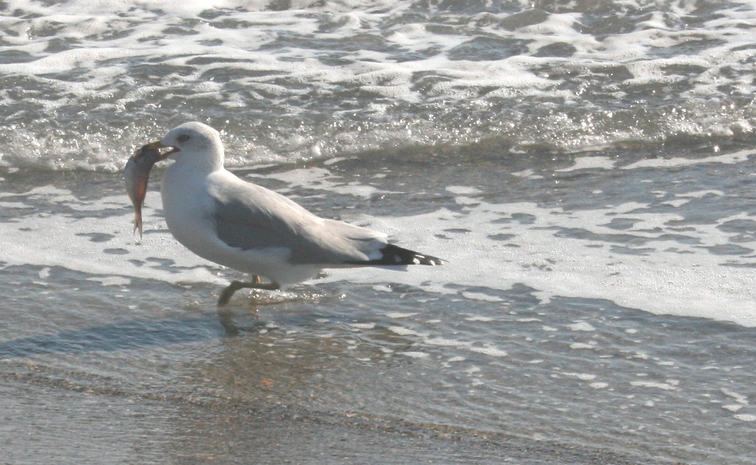 a seagull has caught fish in its mouth at the waters edge