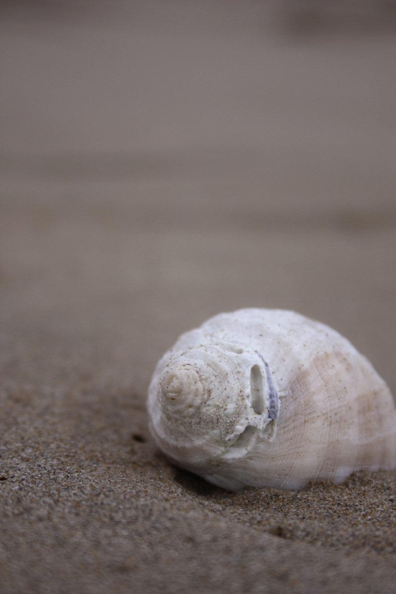 the shell is sitting alone on the sandy beach