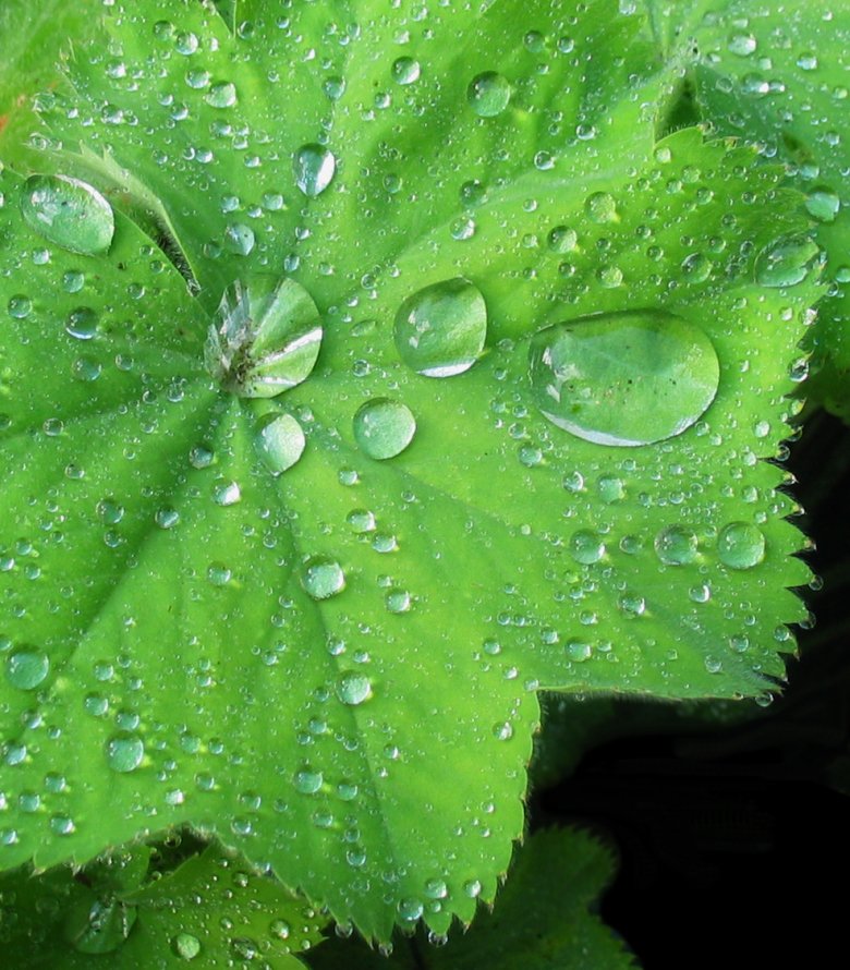 green leaf with water drops in the center